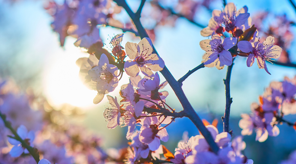 10 hábitos para hacer florecer tu vida – Parte 10