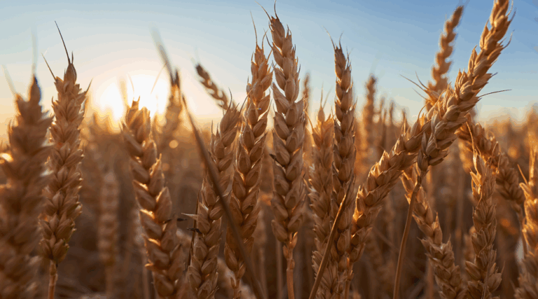 ¿Sabés si es trigo o cizaña?