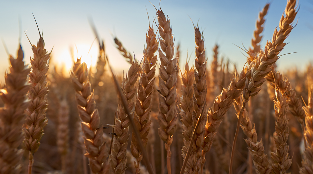 ¿Sabés si es trigo o cizaña?